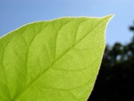 Leaf 4 No/Low Cost Activities That Teach Your Kids to Love the Environment